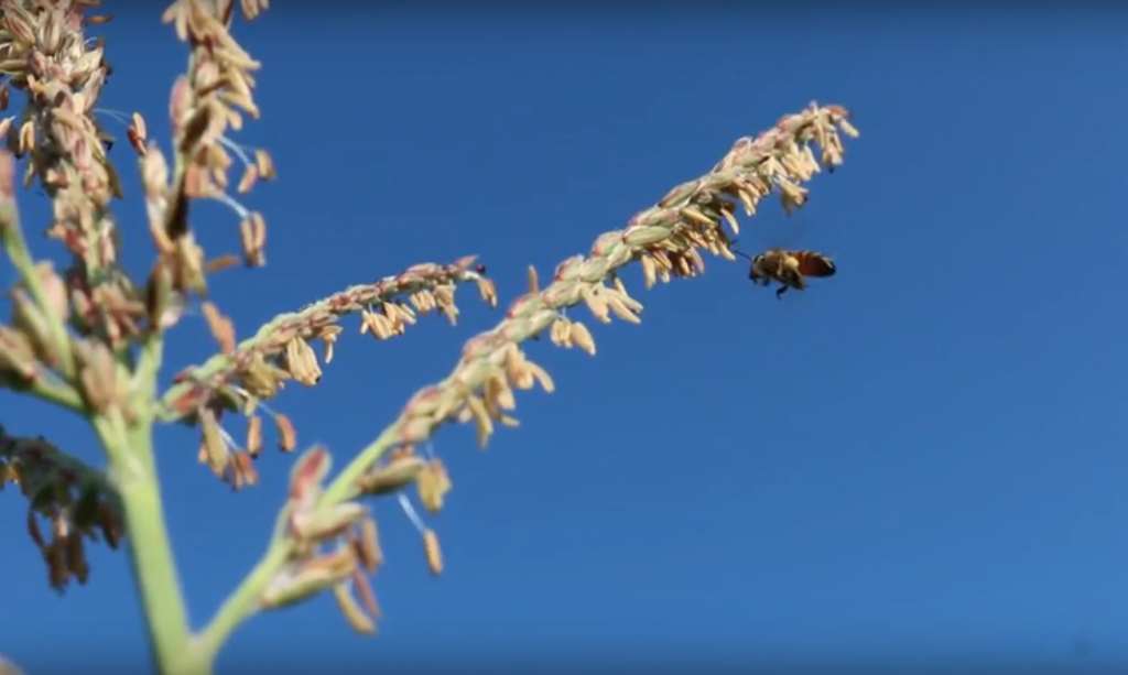 Tierras Colectivas Campesinas de Marialabaja – Montes de María